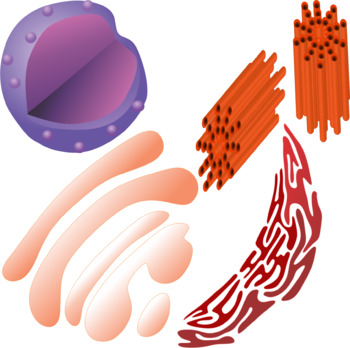 350x348 Animal Cell Parts Clip Art By Studio Devanna Teachers Pay Teachers