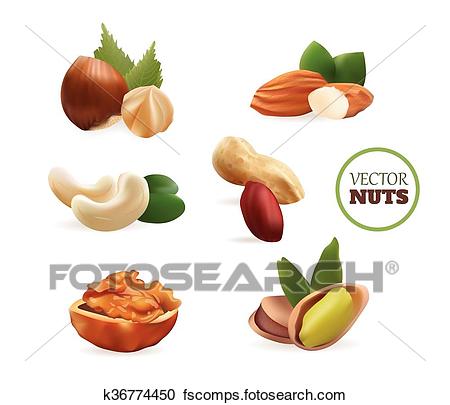 450x405 Cobnut Clip Art Vector Graphics. 41 Cobnut Eps Clipart Vector