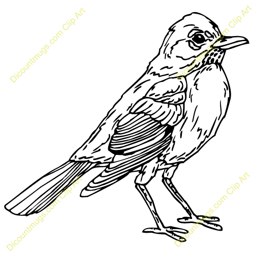 500x500 Mockingbird Clipart Robin