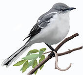 170x153 Stock Illustration Of Northern Mockingbird K2830298