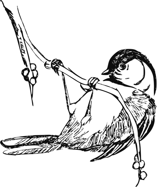 605x720 Finch Clipart Black And White