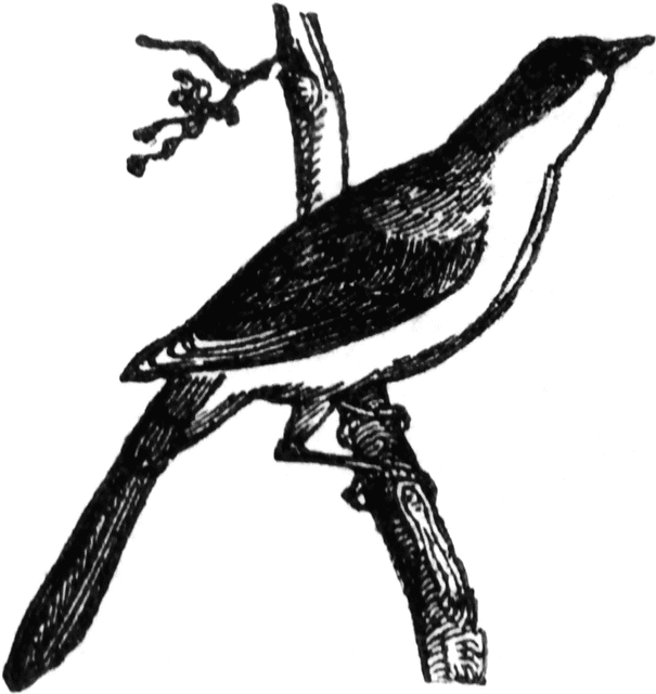 605x640 Mockingbird Clipart Etc