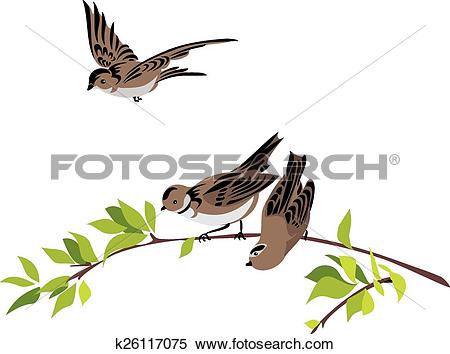 450x354 Mockingbird Clipart Sparrow