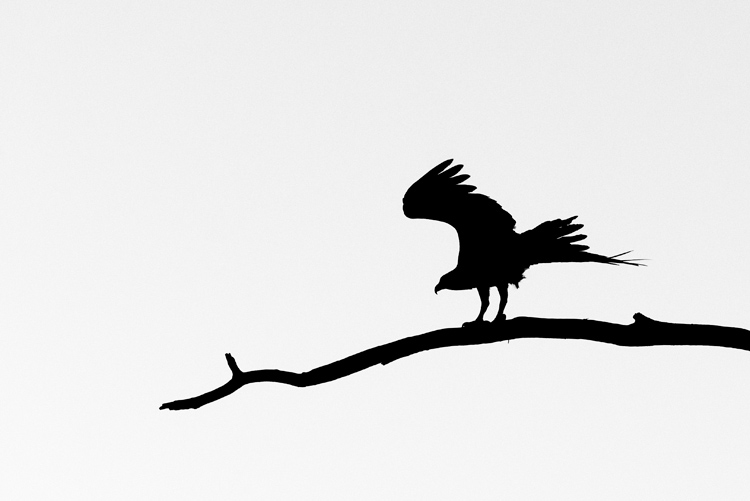 750x501 Mockingbird Flying Clipart 2