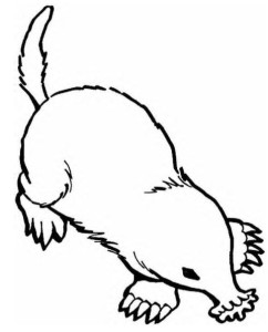 242x300 Top 95 Mole Clipart
