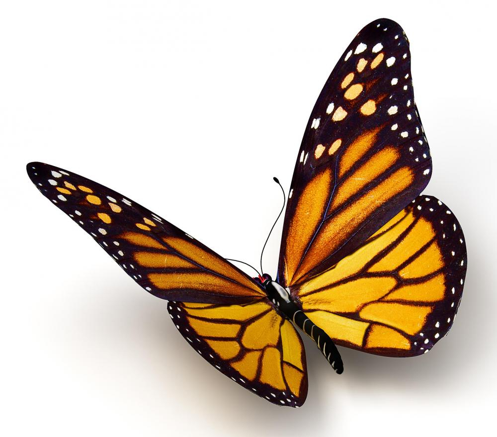 1000x879 Monarch Butterfly Drawings