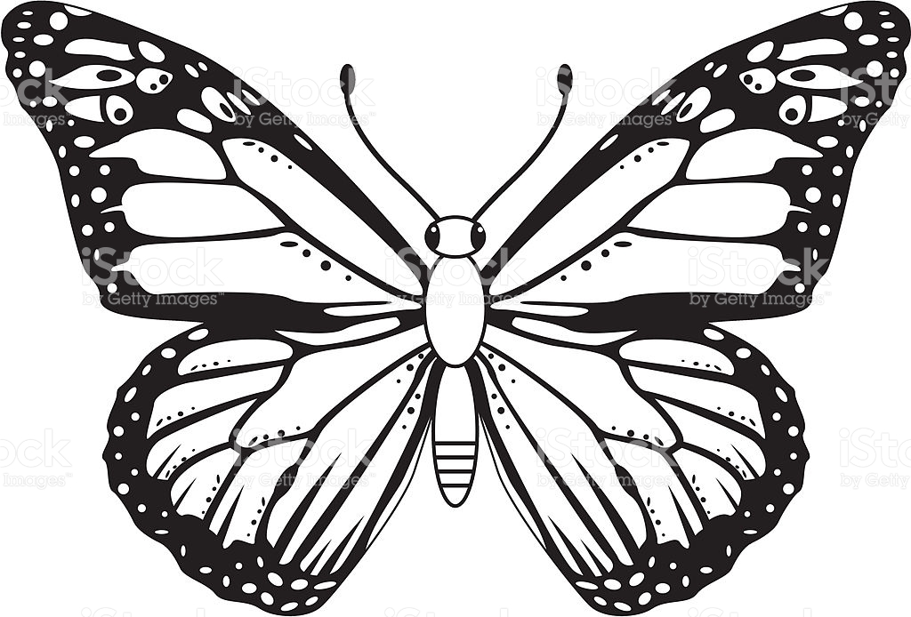 1024x694 Monarch Butterfly Clipart Black And White