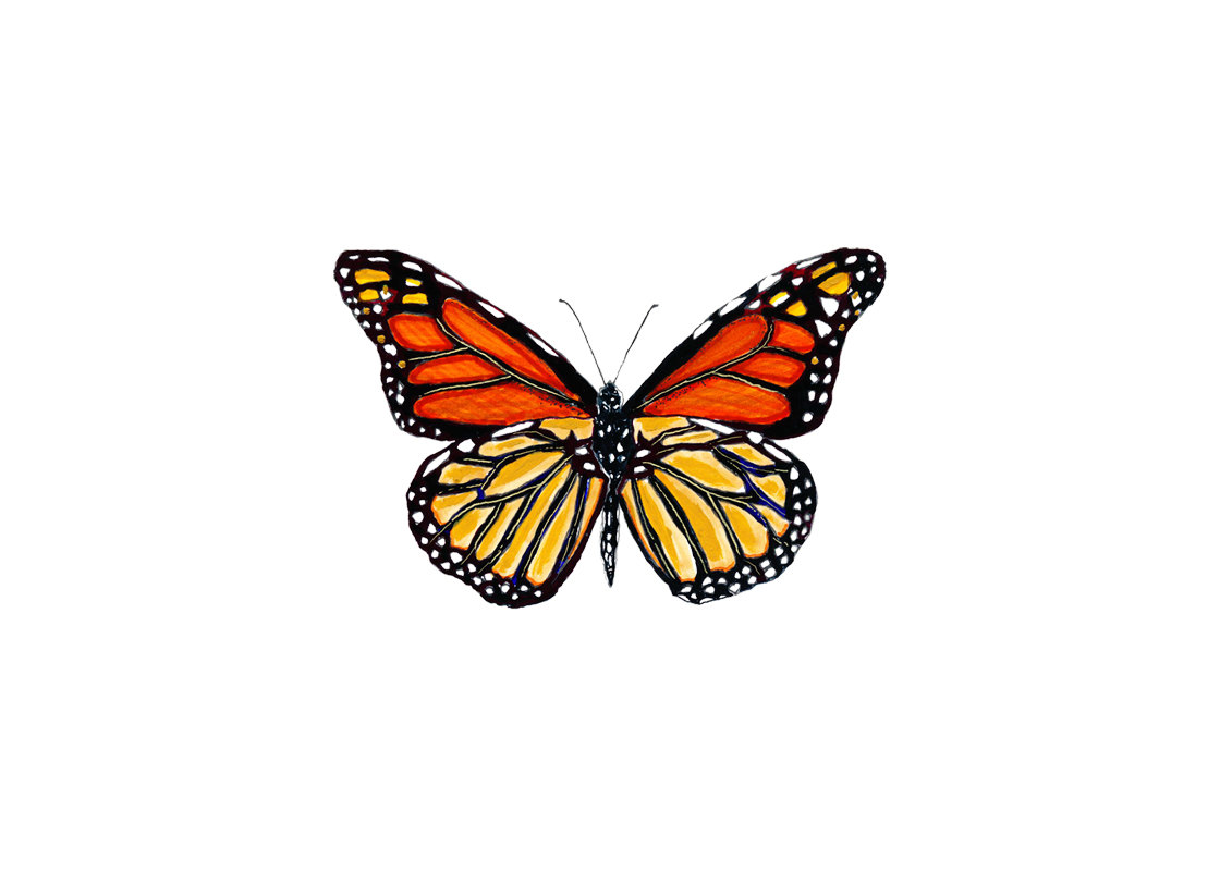 1120x800 Monarch Butterfly Drawings Clipart Image