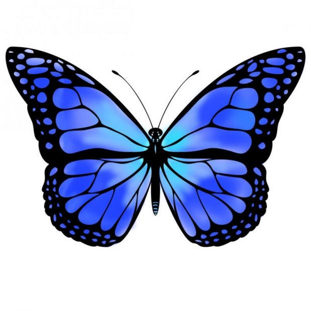 620x620 Monarch Butterfly Clipart One