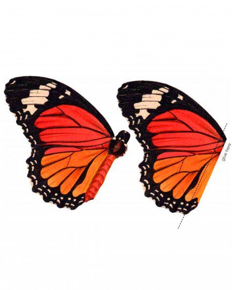 475x594 75 Best Butterfly Templates, Origami, Pop Cards Images