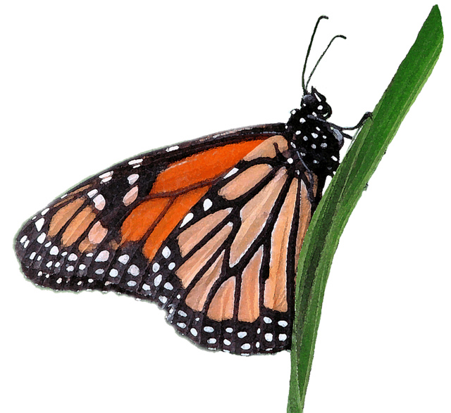 640x587 Monarch Butterfly Clipart Free