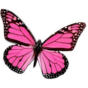 300x300 Pink Butterfly. Hes A Male! Ask Me How I Know! Pretty Pinks