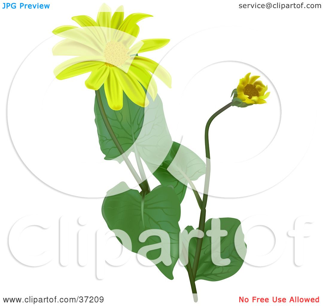 1080x1024 Clipart Illustration Of Blooming Leopard's Bane, Wolf's Bane