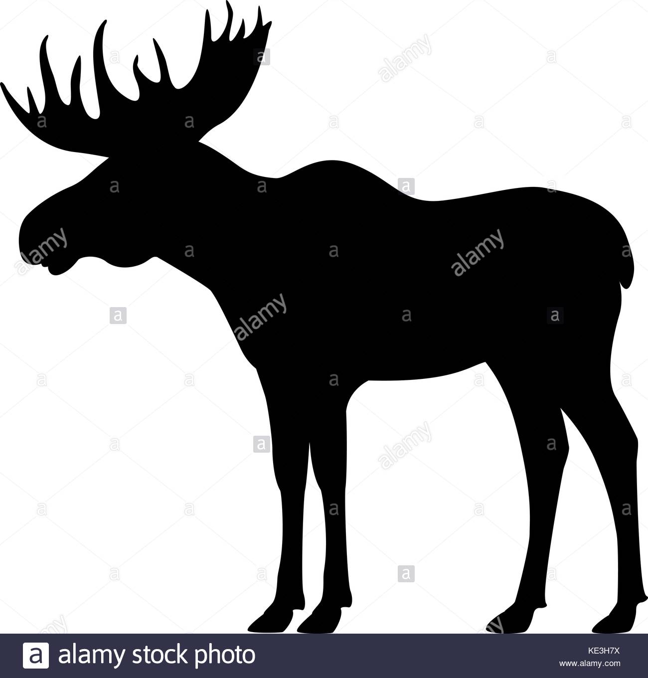 1300x1360 Moose Black And White Stock Photos Amp Images