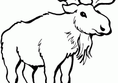 235x165 Interesting Moose Clip Art 57 121 Clipart Fans