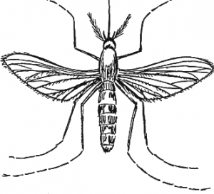 300x273 Mosquito 2 Clip Art Download