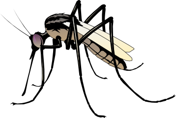 358x240 Mosquito Clipart Cartoon