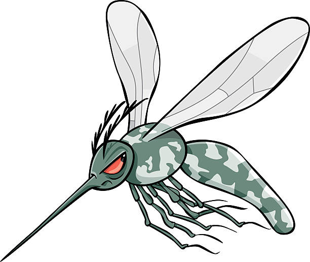 612x516 Tiger Mosquito Clipart
