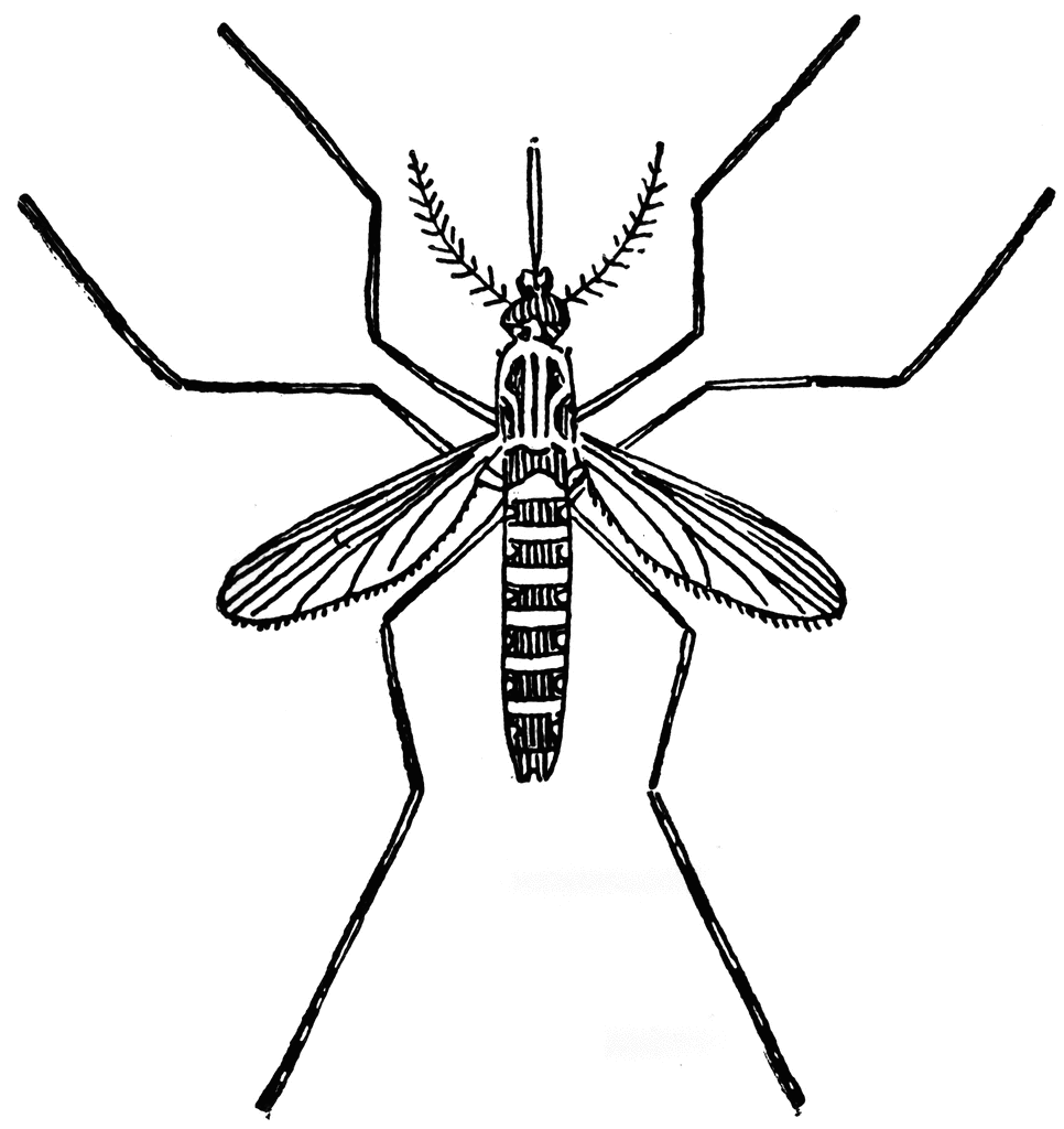 966x1024 Yellow Fever Mosquito Clip Art Cliparts