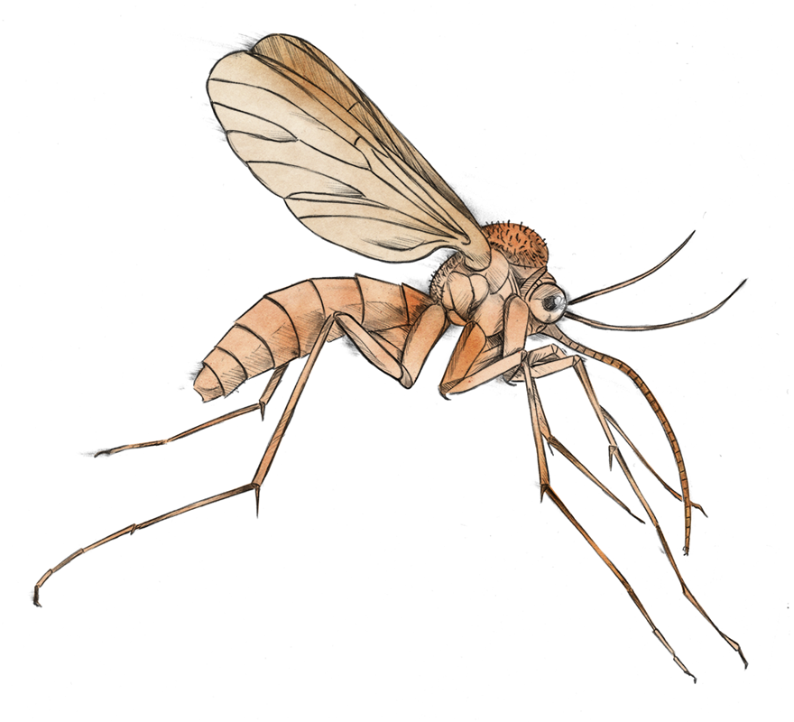 880x800 Mosquito Clip Art Free Clipart Images