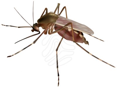 400x297 Mosquito Clip Art Free Vector In Open Office Drawing Svg