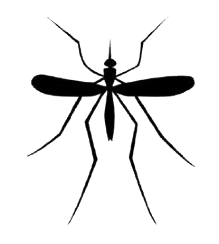 698x777 Mosquito Clipart Transparent