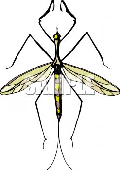 247x350 Royalty Free Clipart Image Mosquito Hawk Or Crane Fly