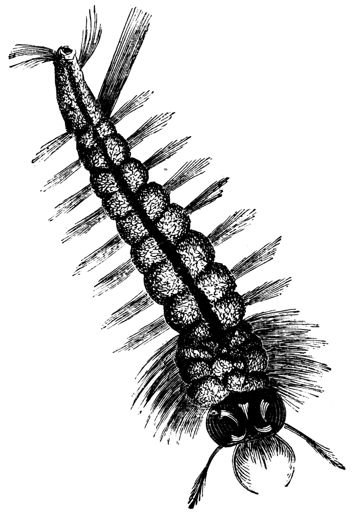 700x1024 Mosquito Clipart Etc