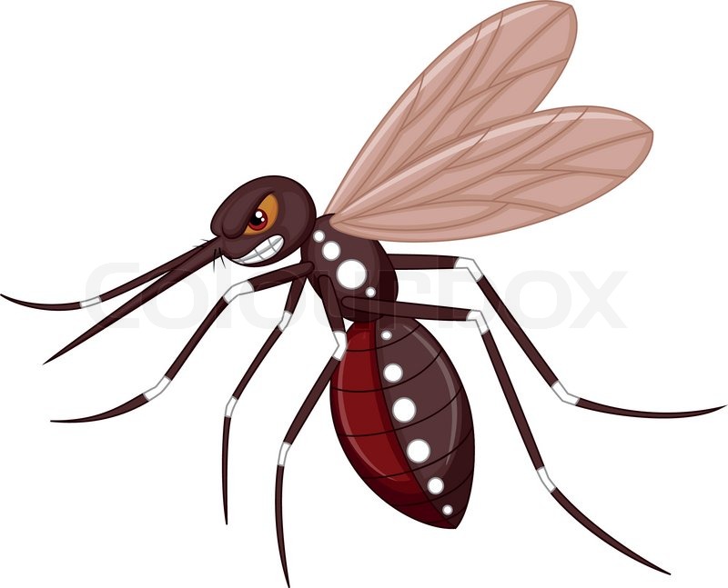 800x647 Tiger Mosquito Clipart