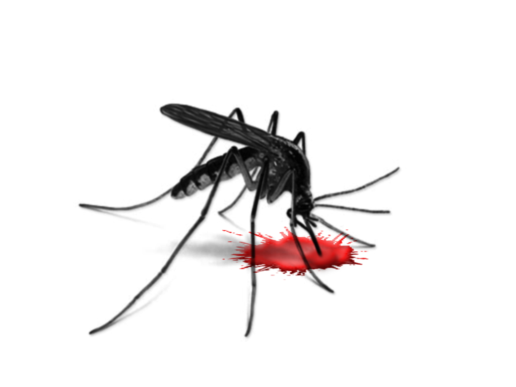 1024x768 Top 82 Mosquito Clip Art