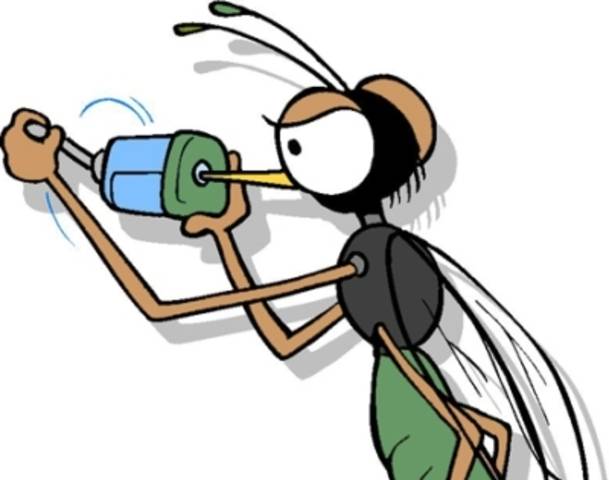 609x480 Cartoon Mosquito Clipart 4