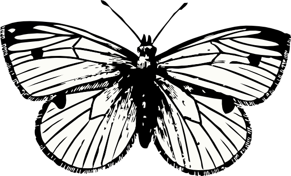 600x362 Cabbage Moth Clip Art