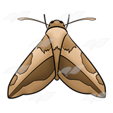 160x160 Moth Clipart Art