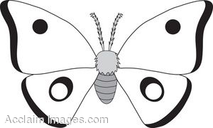 300x180 White Moth Clip Art