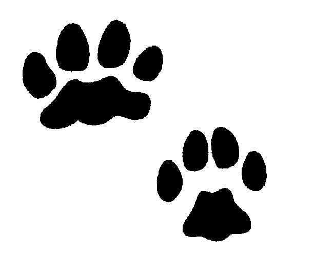 649x500 Lion Tracks Clip Art