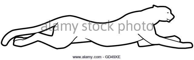 640x201 Mountain Lion Cut Out Stock Images Amp Pictures