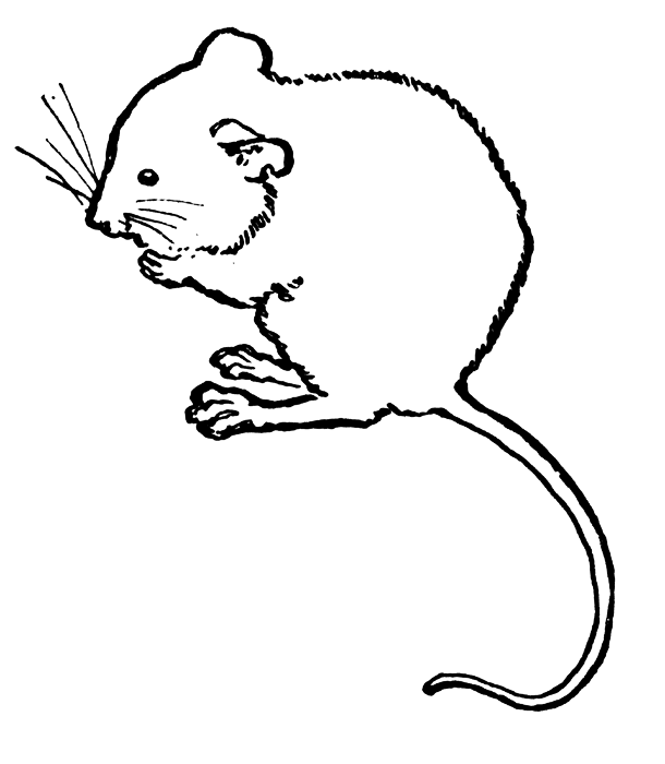 610x700 Top 92 Mouse Clipart