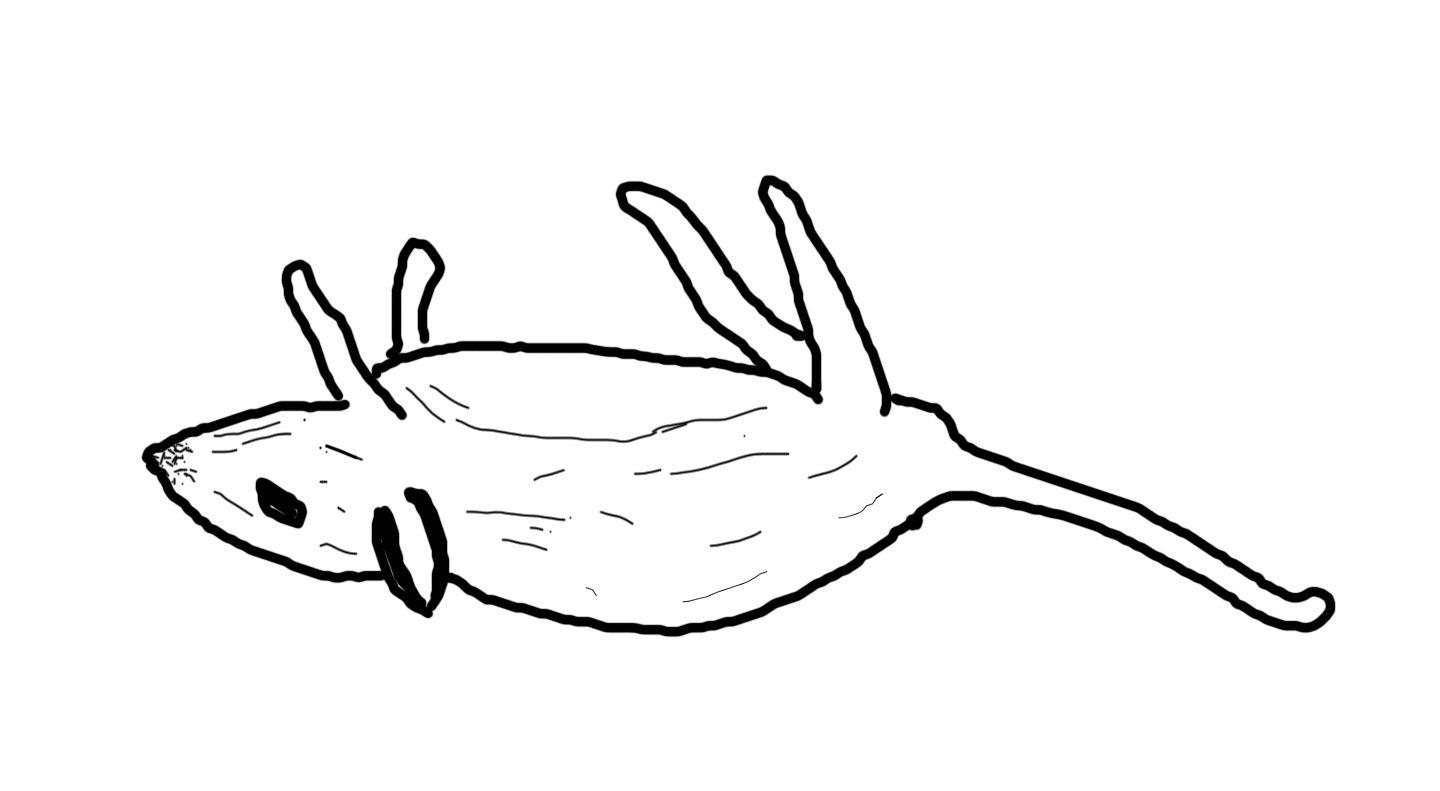 1440x791 Adventures Of A Dead Mouse Bongodogblog