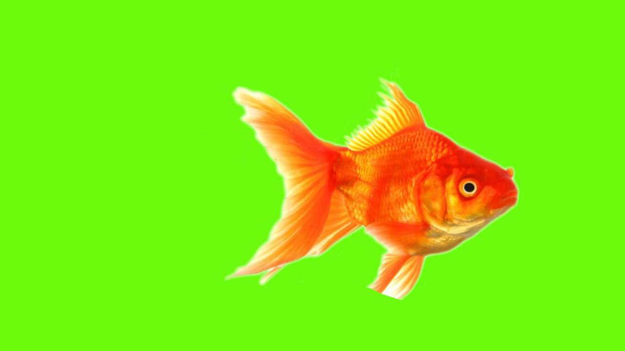 1280x720 Green Screen Gold Fish Moving Of Bs Animations