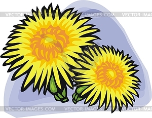 300x233 Coleostephus Clipart