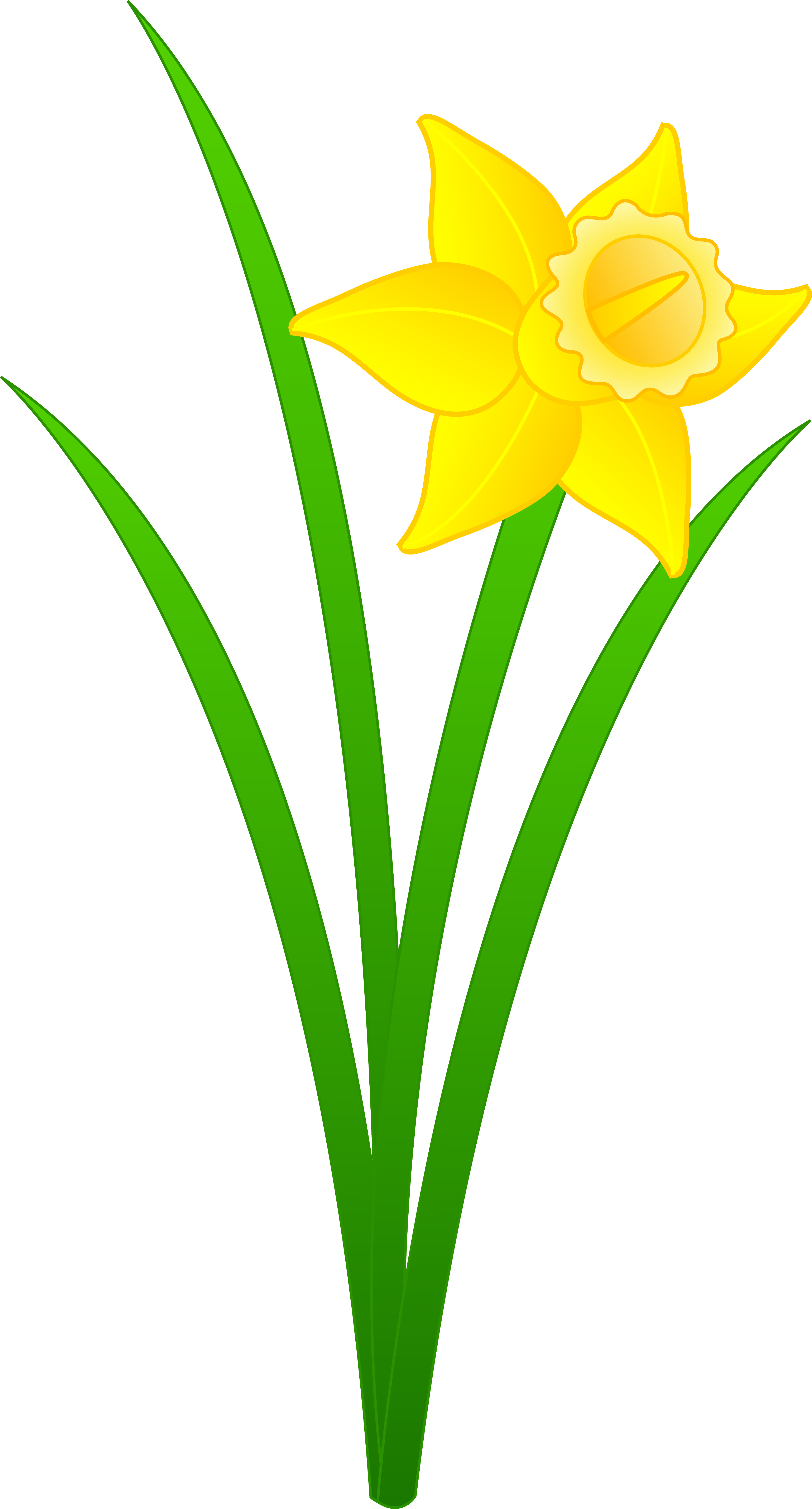 3891x7231 Daffodils Flower Clipart