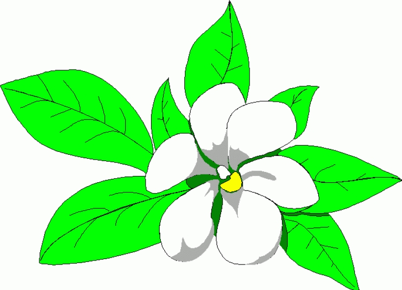 820x592 Sampaguita Flower Clipart