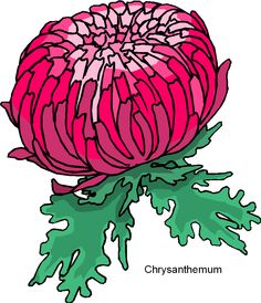 236x274 Crysanthemum Drawing Images Envelope Japanese Chrysanthemum
