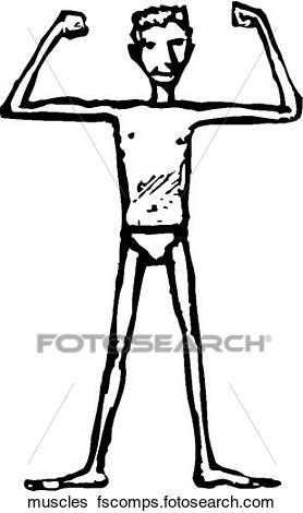 278x470 Clip Art Of Muscles Muscles