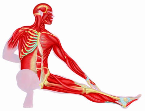 464x355 Clipart For The Muscular System