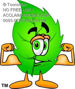 253x300 Toons4biz Clip Art Cartoon Leaf Character Flexing Muscles To Show