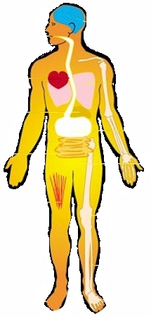 215x449 Human Body Systems