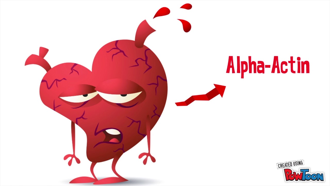 1280x720 Muscular System Development Bi 160