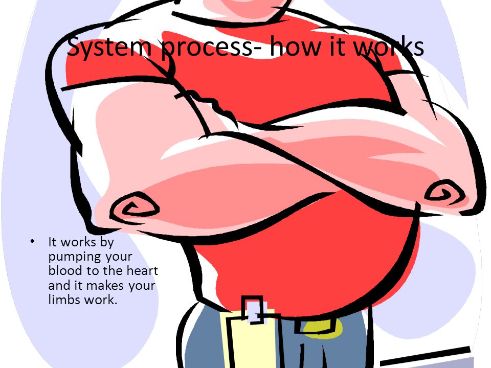 960x720 Organs The Muscular System Is Like The Ones In Your Stomach,