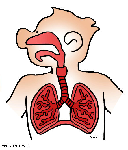 443x519 Respiratory System Clipart